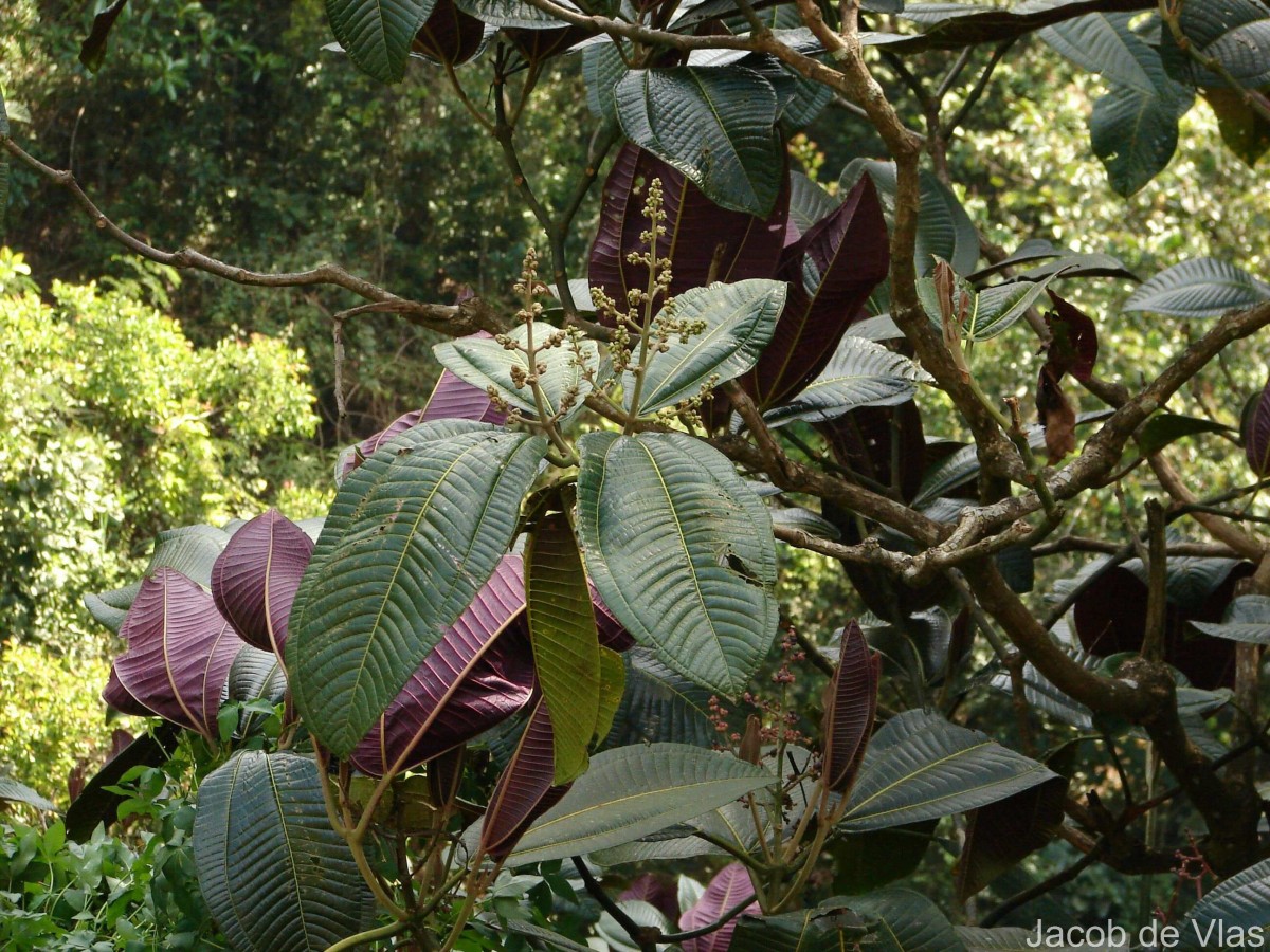 Miconia calvescens DC.